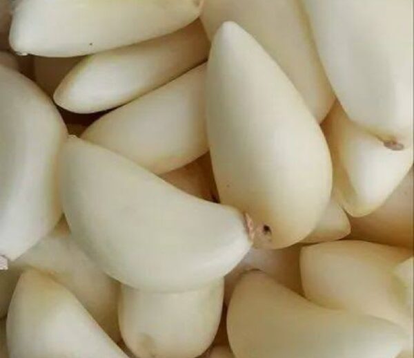 Chholeli Lasan