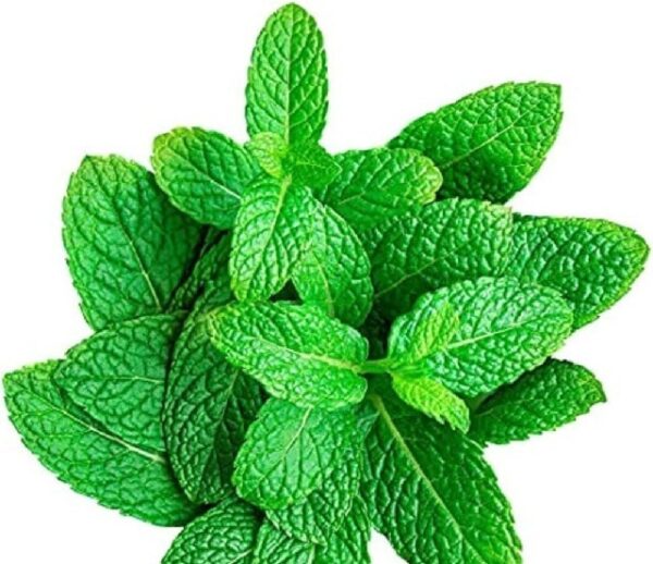 Mint Leaves (Fudino)