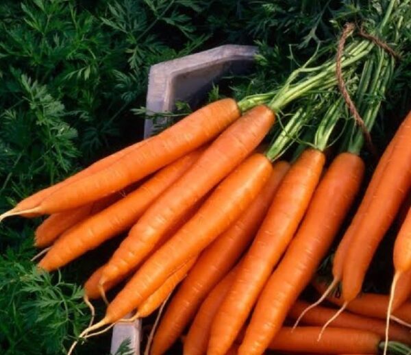 Carrot(Gajar- Kesri)