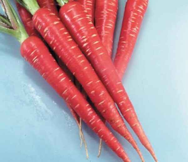 Carrot(Gajar Lal)