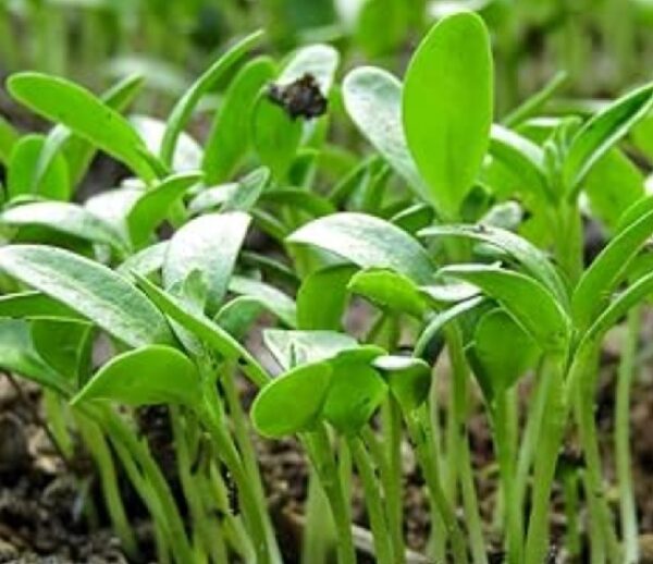 Methi( Be Patri)