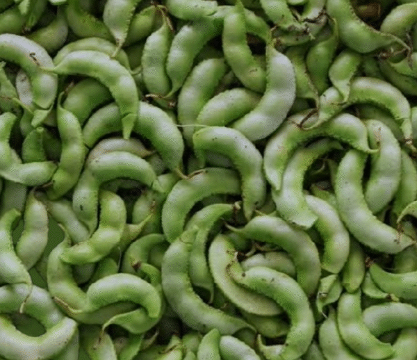 Katargam Papdi