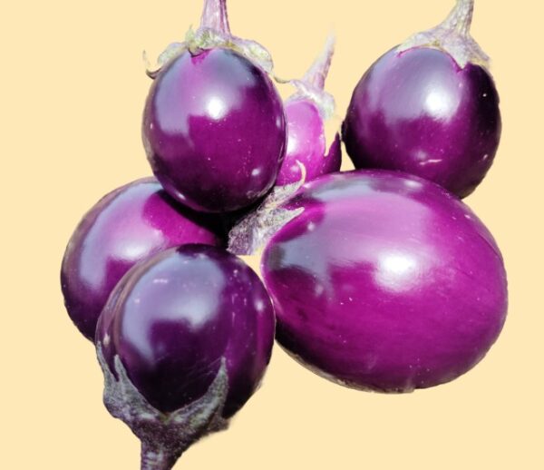 Ringan(bhuri Dichi)